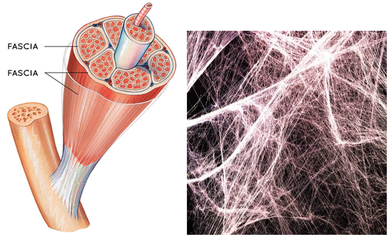 Movement Matters Fascia The All Over Body Network